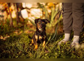 Pekinesen-Mix ♥ Koharu ♥ wartet schon in 48153 Münster