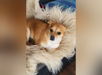 Kora ❤️ verschmuste, kleine Pekinesin sucht ihr Zuhause