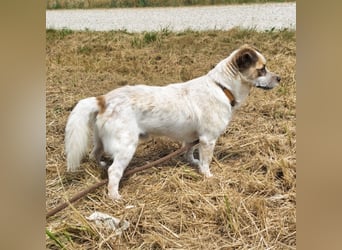 Alfie ein kleiner Schatz