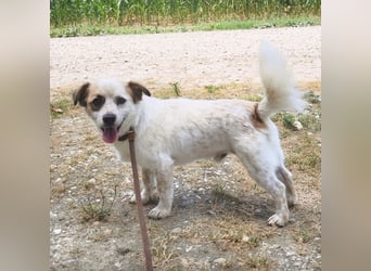 Alfie ein kleiner Schatz