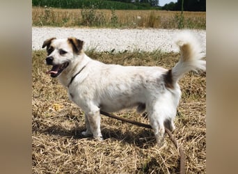 Alfie ein kleiner Schatz