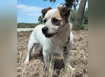 Alfie ein kleiner Schatz