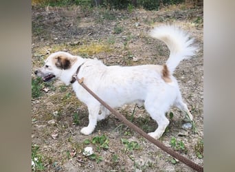 Alfie ein kleiner Schatz