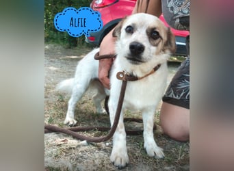 Alfie ein kleiner Schatz