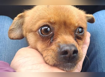 Rüde Gigel ist ganze 25 cm hoch und wiegt 4 kg, und möchte Rumänien schnell verlassen