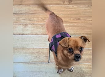 Rüde Gigel ist ganze 25 cm hoch und wiegt 4 kg, und möchte Rumänien schnell verlassen