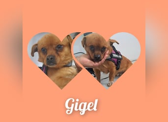 Rüde Gigel ist ganze 25 cm hoch und wiegt 4 kg, und möchte Rumänien schnell verlassen