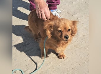 Iris 27cm, verschmust, sozial, möchte Rumänien gerne schnell verlassen