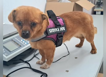 Rüde Gigel ist ganze 25 cm hoch und wiegt 4 kg, und möchte Rumänien schnell verlassen