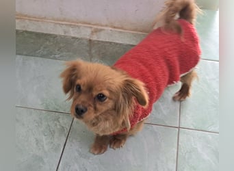 Iris 27cm, verschmust, sozial, möchte Rumänien gerne schnell verlassen