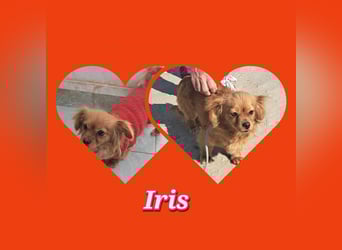 Iris 27cm, verschmust, sozial, möchte Rumänien gerne schnell verlassen