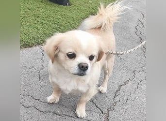 süße kleine FRENI - 8 Jahre. 26cm/5kg - Pekinesen-Mix