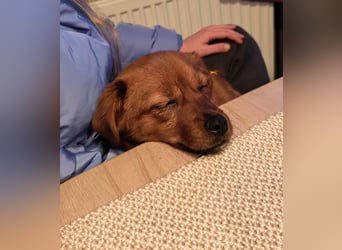 Fanny winziger, verspielter Welpe Pekinesen Mischling Hündin Junghund sucht Zuhause für immer