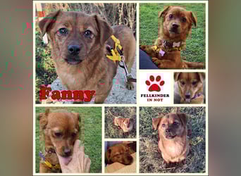 Fanny winziger, verspielter Welpe Pekinesen Mischling Hündin Junghund sucht Zuhause für immer