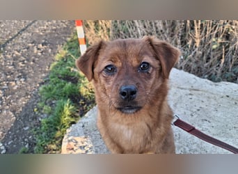 Fanny winziger, verspielter Welpe Pekinesen Mischling Hündin Junghund sucht Zuhause für immer