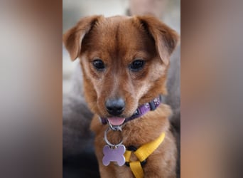 Fanny winziger, verspielter Welpe Pekinesen Mischling Hündin Junghund sucht Zuhause für immer