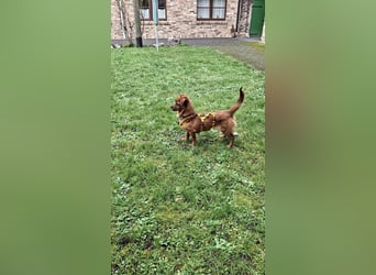 Fanny winziger, verspielter Welpe Pekinesen Mischling Hündin Junghund sucht Zuhause für immer