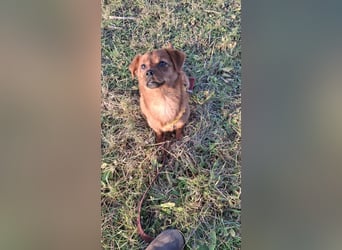 Fanny winziger, verspielter Welpe Pekinesen Mischling Hündin Junghund sucht Zuhause für immer