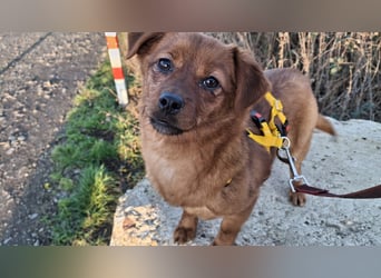 Fanny winziger, verspielter Welpe Pekinesen Mischling Hündin Junghund sucht Zuhause für immer