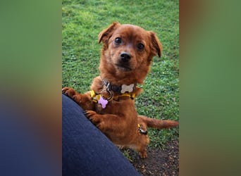 Fanny winziger, verspielter Welpe Pekinesen Mischling Hündin Junghund sucht Zuhause für immer