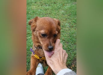 Fanny winziger, verspielter Welpe Pekinesen Mischling Hündin Junghund sucht Zuhause für immer