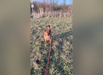 Fanny winziger, verspielter Welpe Pekinesen Mischling Hündin Junghund sucht Zuhause für immer