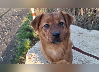 Fanny winziger, verspielter Welpe Pekinesen Mischling Hündin Junghund sucht Zuhause für immer