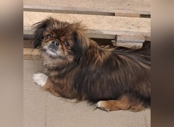 HOLLY, KLEINE PEKINESIN SUCHT IHRE FAMILIE