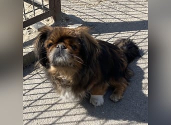 HOLLY, KLEINE PEKINESIN SUCHT IHRE FAMILIE