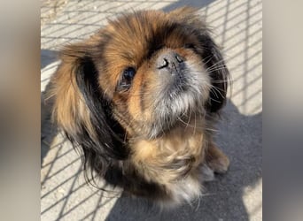 HOLLY, KLEINE PEKINESIN SUCHT IHRE FAMILIE