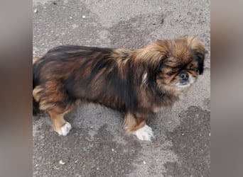 HOLLY, KLEINE PEKINESIN SUCHT IHRE FAMILIE