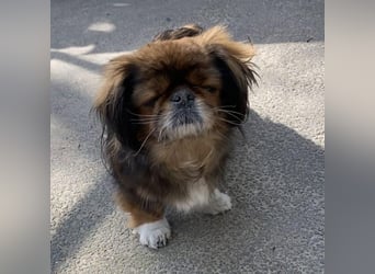 HOLLY, KLEINE PEKINESIN SUCHT IHRE FAMILIE