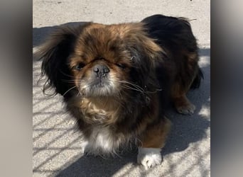 HOLLY, KLEINE PEKINESIN SUCHT IHRE FAMILIE