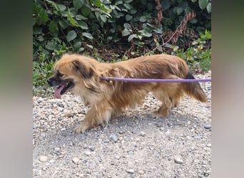 Pummy ein winziger Engel