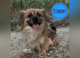 Pummy ein winziger Engel