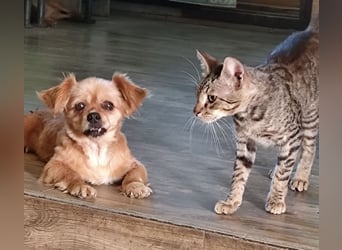 Pixie eine winzige Maus