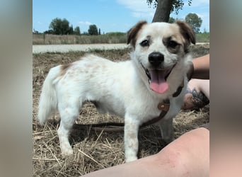 Alfie ein kleiner Schatz