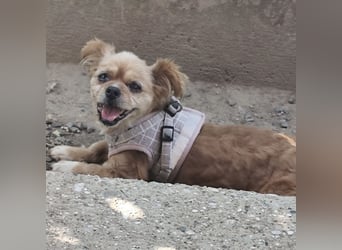 Pixie eine winzige Maus