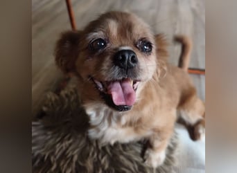 Pixie eine winzige Maus