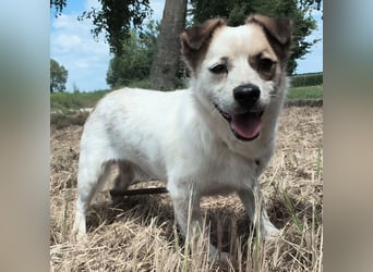 Alfie ein kleiner Schatz