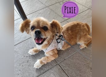Pixie eine winzige Maus