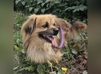 Pummy ein winziger Engel