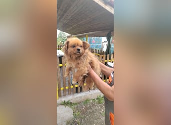 Harley -6 Kilo  Minipekinese sucht Geborgenheit