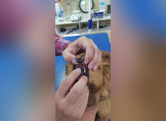 Harley -6 Kilo  Minipekinese sucht Geborgenheit