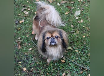 Rudolf, Pekinese, geb. 2024, su. ruhiges Zuhause