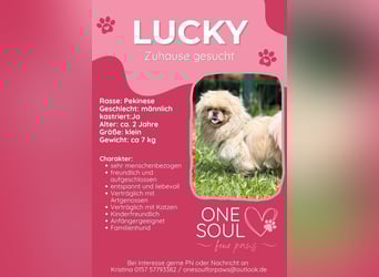 **LUCKY** Pekinese, ca. 2 Jahre alt, Rüde kastriert