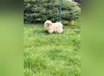 **LUCKY** Pekinese, ca. 2 Jahre alt, Rüde kastriert