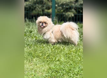 **LUCKY** Pekinese, ca. 2 Jahre alt, Rüde kastriert