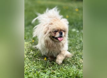 **LUCKY** Pekinese, ca. 2 Jahre alt, Rüde kastriert