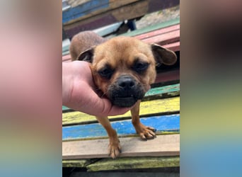 Ellie ❤️ wartet bereits in 48153 Münster auf dich!